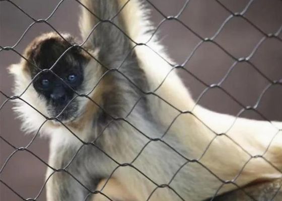 Ss 304 Ss 316 Stainless Steel Wire Rope Mesh Stainless Steel Ferrule Rope Mesh for Sale