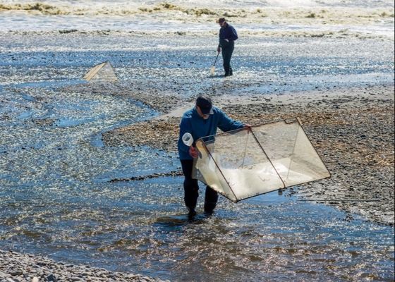 10meshx10mesh Alloy Whitebait Mesh For Repairing Whitebait Nets Or Making Screens