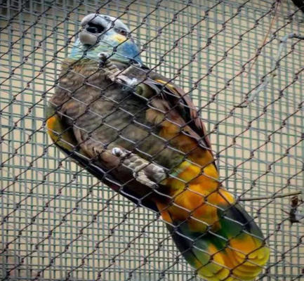 Ss 304 Ss 316 Stainless Steel Wire Rope Mesh Stainless Steel Ferrule Rope Mesh for Sale