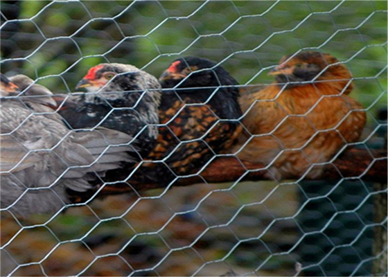 Poultry Netting Chicken Wire Mesh , Plain Weave Galvanized Hexagonal Wire Mesh