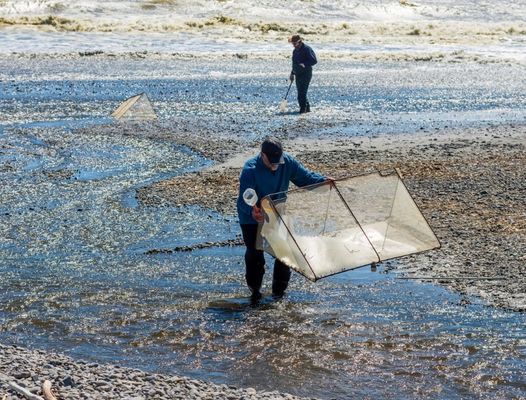 10meshx10mesh Alloy Whitebait Mesh For Repairing Whitebait Nets Or Making Screens