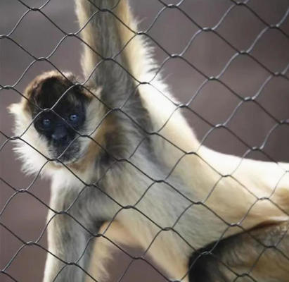 Ss 304 Ss 316 Stainless Steel Wire Rope Mesh Stainless Steel Ferrule Rope Mesh for Sale